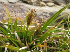 Carex edura