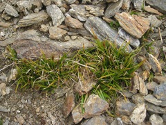 Carex edura