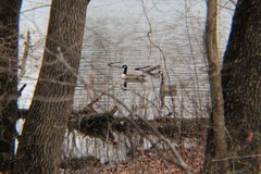 Branta canadensis parvipes