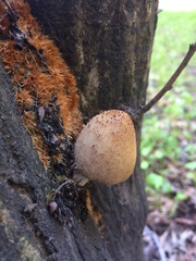 Fungi