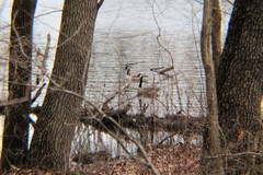 Branta canadensis parvipes