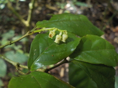 Rinorea viridifolia