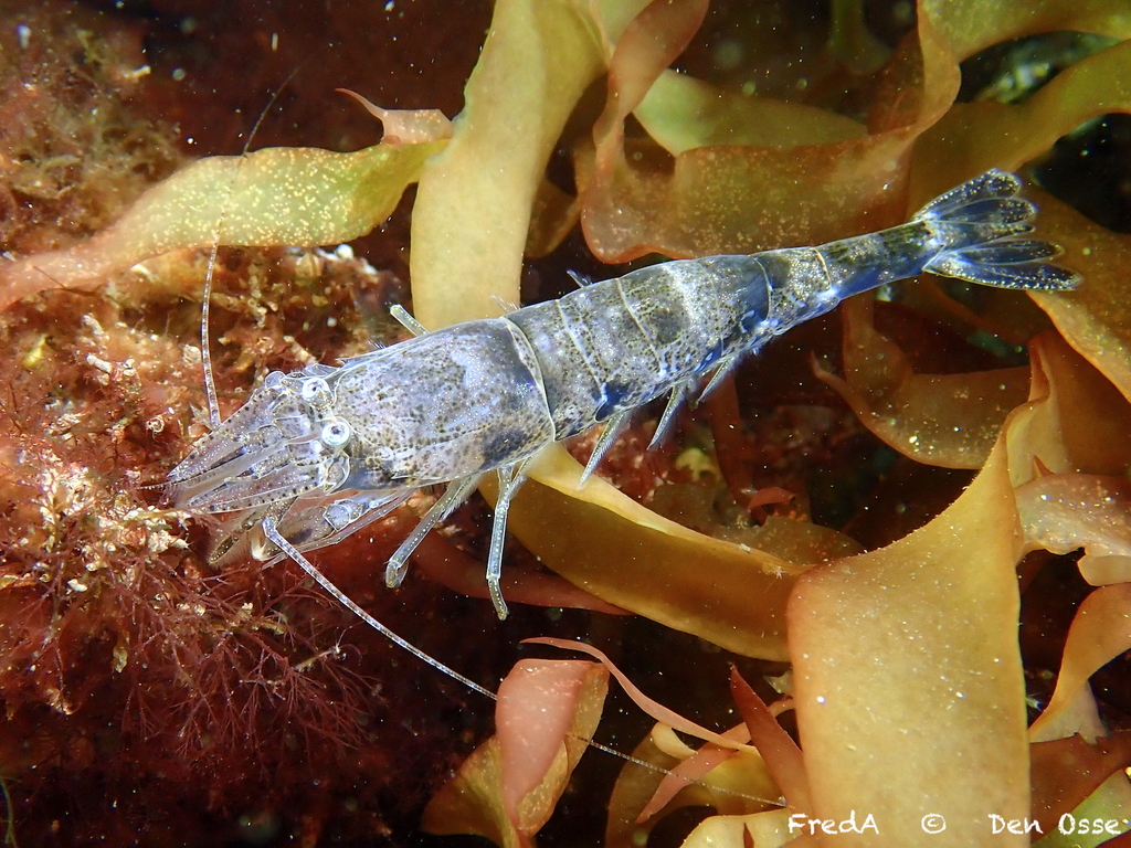 Brown Shrimp, photo 1 of 7