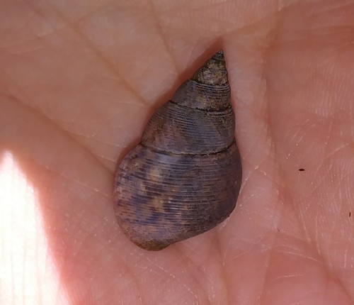 Littoraria angulifera