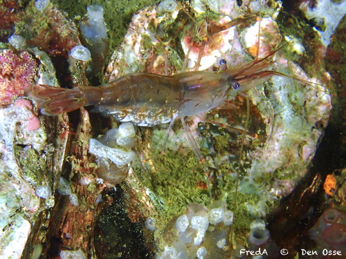 Oriental Shrimp, Zeeuwse meren, 158_13_400, NL, photo 9 of 10