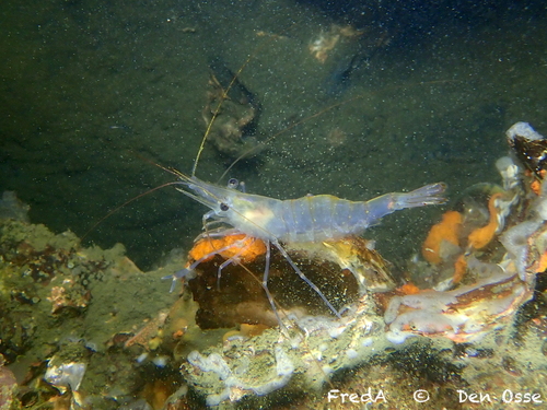 Common Prawn, Zeeuwse meren, 158_13_400, NL, photo 10 of 10