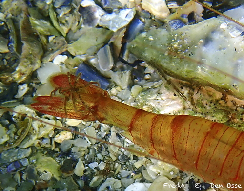 Hilgendorf's Sea Spider, Zeeuwse meren, 158_13_400, NL, photo 6 of 10
