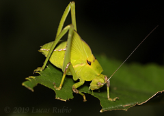 Stilpnochlora nanna