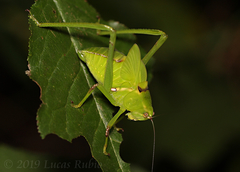 Stilpnochlora nanna