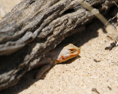 Sceloporus arenicolus