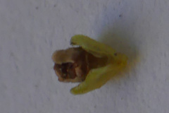 Erica serrata