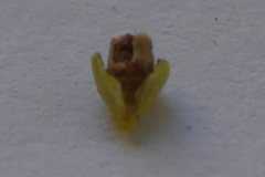 Erica serrata