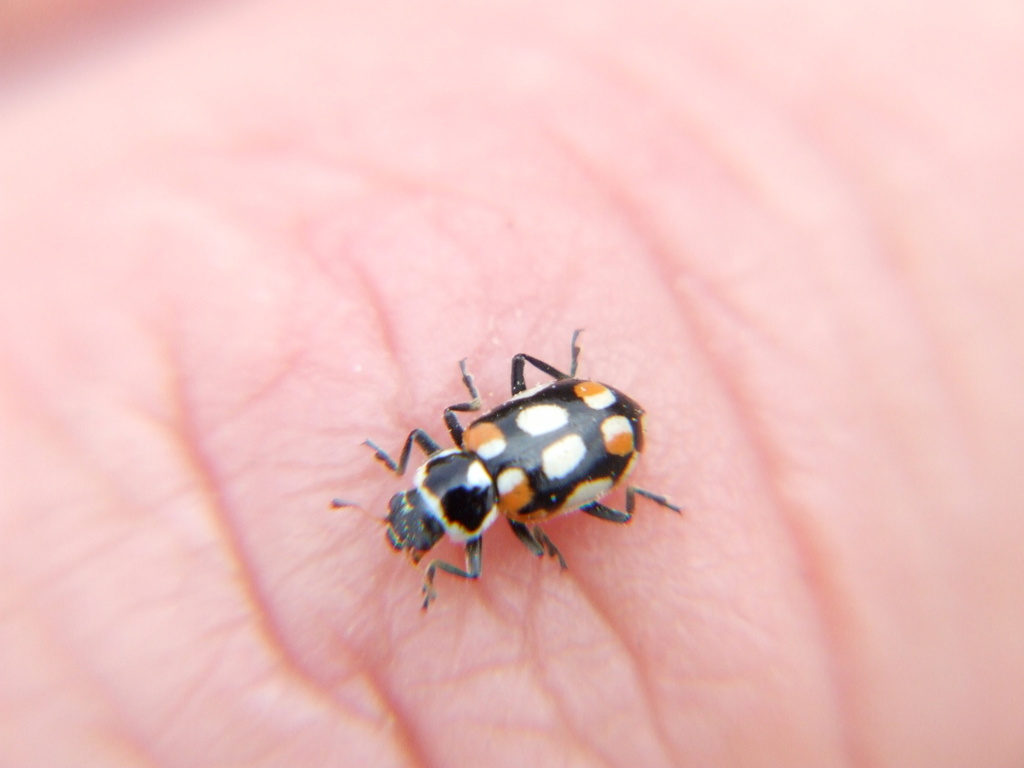 Eriopis concordia