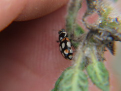 Eriopis concordia