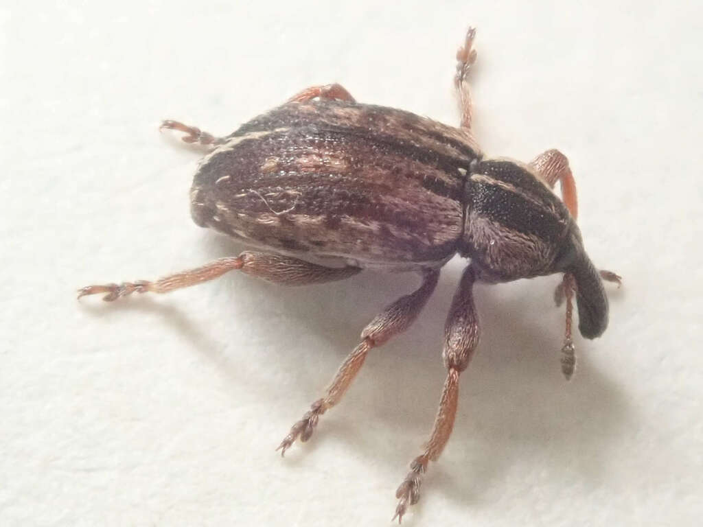 Hypera fornicata