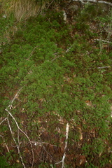 Dendroligotrichum tongariroense