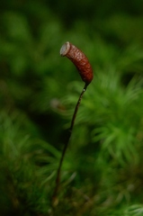 Dendroligotrichum tongariroense