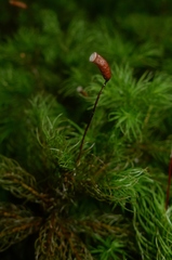 Dendroligotrichum tongariroense