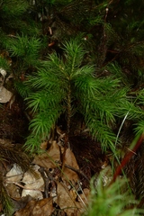 Dendroligotrichum tongariroense