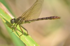 Phanogomphus minutus