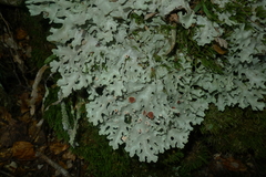 Pseudocyphellaria homoeophylla