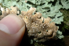 Pseudocyphellaria homoeophylla