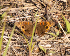 Junonia neildi varia