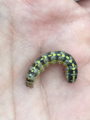 Sympistis perscripta