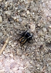 Phidippus insignarius