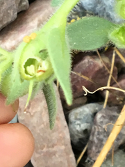 Sympistis perscripta