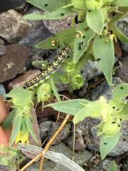 Sympistis perscripta