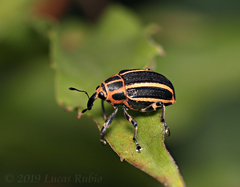 Neodiplogrammus quadrivittatus