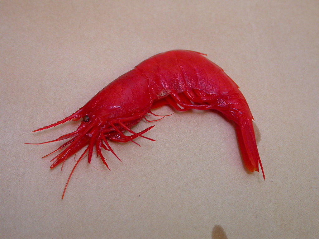 spiny pelagic deep-sea shrimp