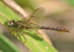 Phanogomphus minutus