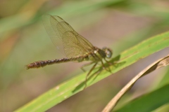 Phanogomphus minutus