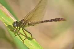 Phanogomphus minutus
