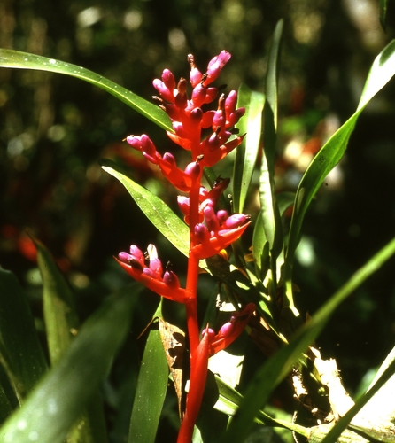 Aechmea weilbachii
