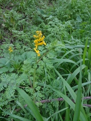 Corydalis micrantha