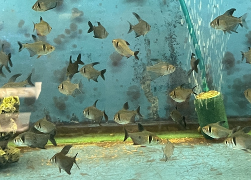 Black phantom tetra (Hyphessobrycon megalopterus) — Characidae — 4