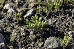 Dudleya blochmaniae blochmaniae