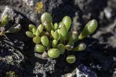 Dudleya blochmaniae blochmaniae