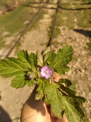 Fuertesimalva limensis