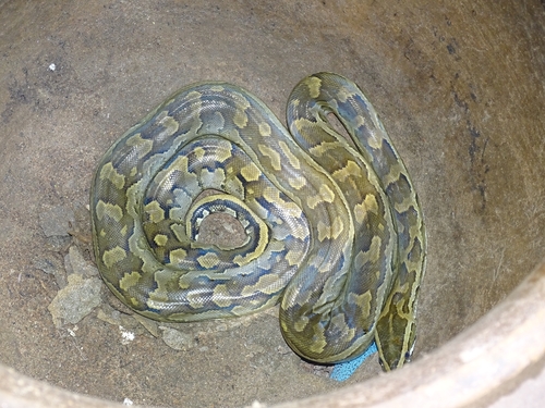 African Rock Python