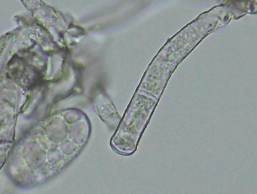 Clover Powdery Mildew