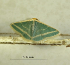 Mixocera frustratoria