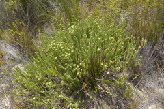 Campylostachys cernua