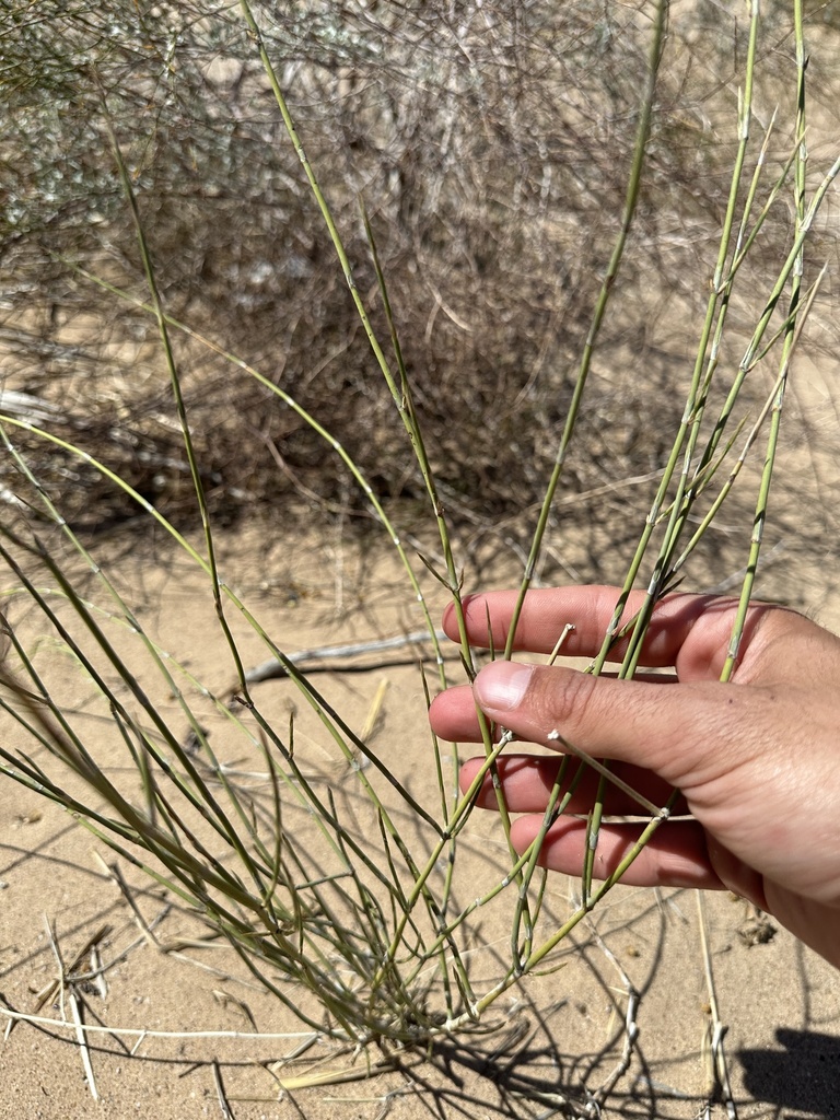 longleaf ephedra from I-8 W, Winterhaven, CA, US on March 23, 2023 at ...