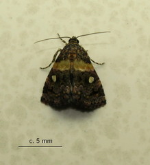 Xanthomera leucoglene