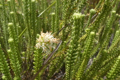 Campylostachys cernua