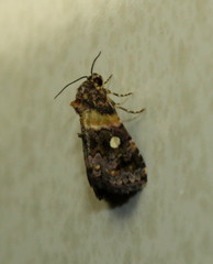 Xanthomera leucoglene